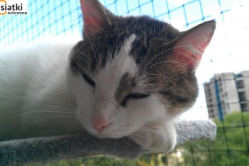 Siatki Głowno - Siatka sznurkowa na balkon dla kota dla terenów Głowno